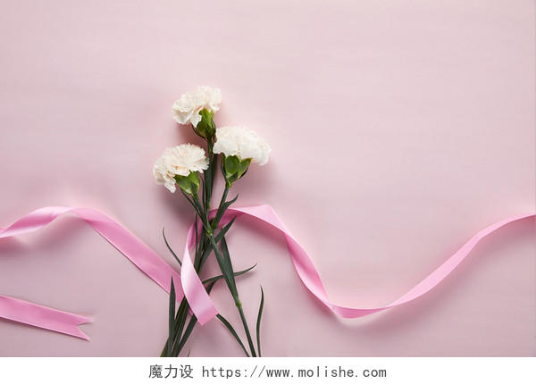 鲜花花朵丝带环绕的花朵康乃馨在纯色粉色背景纸上的场景素材教师节母亲节